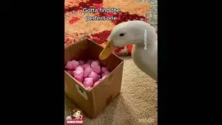 Cheesy feet - the cutest thing that you saw today!🦆🐥
