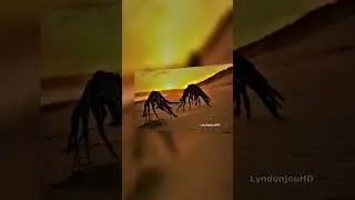 Captan extrañas criaturas en la orilla de una playa de Sudáfrica