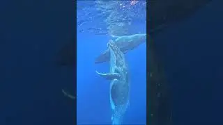 Who knew that Whale Skin was so interesting!!! #whales #wildencounter #freediving