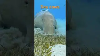 Dugongs Vs Manatees [Sea Cows] - vacuum cleaners of the sea