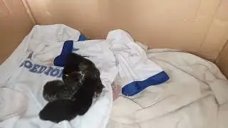 miaw miu miaw miaw .... 