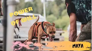 MAYA The Pitbull that loves power sport