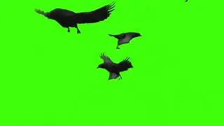 green screen animal