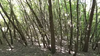 Видео про лесные деревья, лес переквас