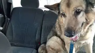 Good news At The Vet For GSD Sasha So We Celebrate!