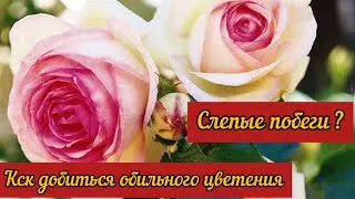 Слепые побеги у роз это не приговор. Как это исправить и добиться обильного цветения.