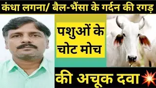 पशुओं के गर्दन में चोट मोच अकड़न रगड़ की दवा | कंधा लगना | Medicine for neck injury in animals