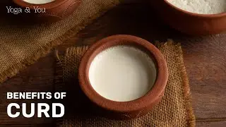 Health Benefits of Curd | Curd for Gut Health | Gut Healing Superfood | 