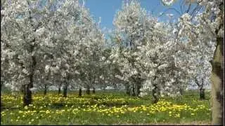 bloesems, haspengouw belgie