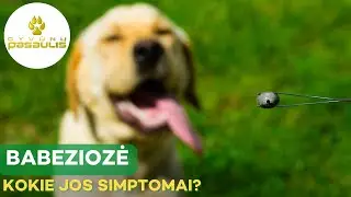 Babeziozės simptomai šunims - kaip juos atpažinti ir kaip išvengti šios mirtinos ligos?