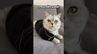 Просыпайся, друг! New Tik Tok. Приколы Тик Ток лыба