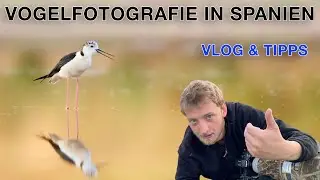 VLOG Vogelfotografie - Bei Steinkäuzen und Stelzenläufern