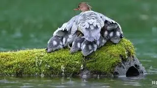 Mother protecting baby birds from heavy rain