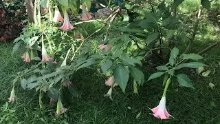 Бругмансия. Цветение. Часть2/ 24.09.24