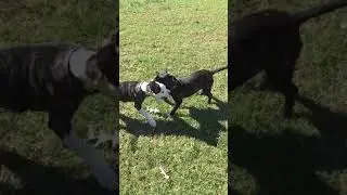 Pups at play