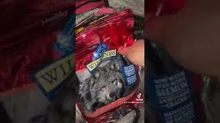Dumpster diving at dollar store and pet shop!