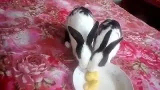 Rabbits eating jackfruit 🐇🐇 