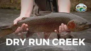 Electrofishing Dry Run Creek