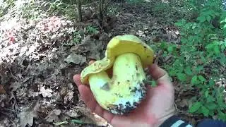 Сбор грибов МАЙ 2018