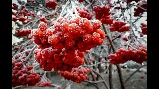 "Милэшлэрем" Ансамбль татарской песни "Акчарлак"