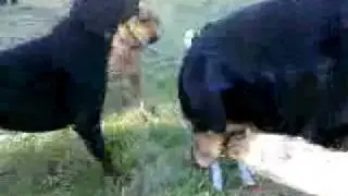 My dogs rockin out to Proach