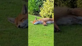 The Most Relaxed Fox Ever
