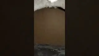 кузя кот