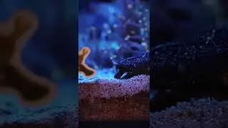 One of the best clean up crews for the sandbed. Fighting Conches. #aquarium #reef #reefkeeper #fish