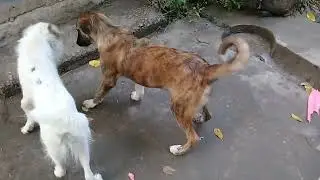 White Stray dog/Sibling Stray pups eating whole wheat bread dipped in black chickpea curry 