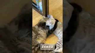 The two cats are whispering intimately again