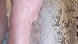 Мёд!!!