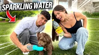 WE TESTED VIRAL DOG TRENDS!!