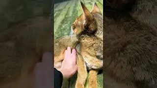 Чаузи Астрид прогоняет камышового кота Вульфа 😼