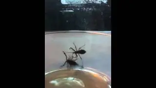 Scorpion VS assassin bug