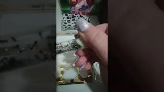 мои муравьи!
