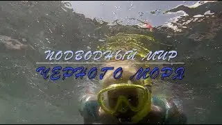 Подводный мир черного моря