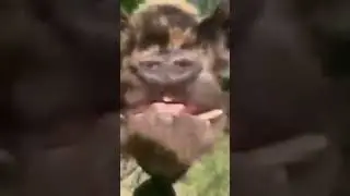 кабанчик 