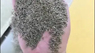 AMD Cumin Color Sorting/Sorter/Sortex Machine Solution