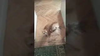 Дрессированная Бастинда