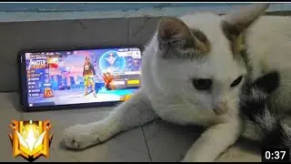 CAT PLAYING FREE FIRE ⚡para SAMSUNG A3,A5,A6,A7,J2,J5,J7,S5,S6,S7,S9,A10,A20,A30,A50,A70