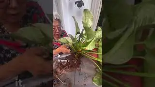#Repot with me and my #grandma 👵