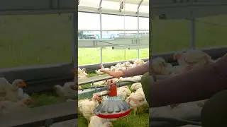 Chicken coop of the future 