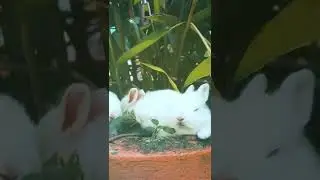 Amazing video to watch #animals #wildlife #viralvideo #share #like #subscribe