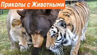 Приколы 2021 / Смешные Львы и Тигры / Смех до слез