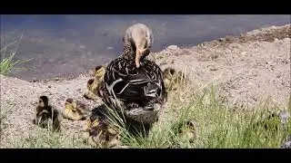 Duckling Drama at the Ducky Pond