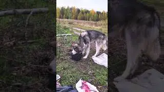 Маламут / Malamute