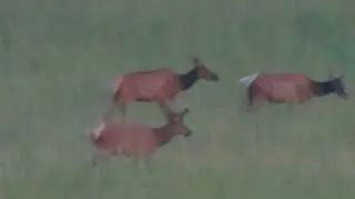 Pennsylvania Elk Watching - June 2024