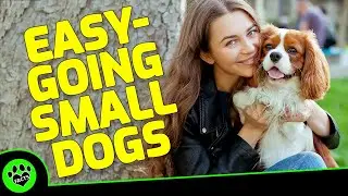 Top 7 Easy Going Small Dog Breeds: Perfect Calm Companions - Dogs 101