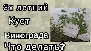 виноград, 3х летний куст, что нужно оставить, а что убрать