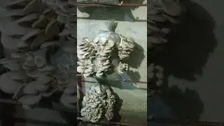 Вешенки